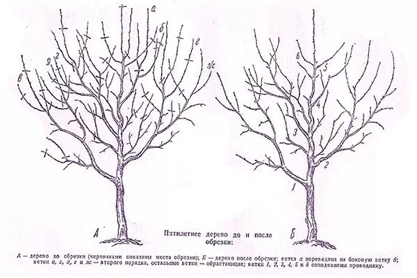 Обрезка Яблоня Лигол