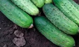 плоды Прогресса