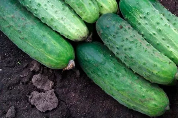 плоды Прогресса