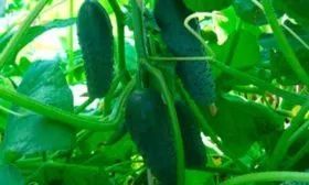 Характеристика внешнего вида растения и зеленцов