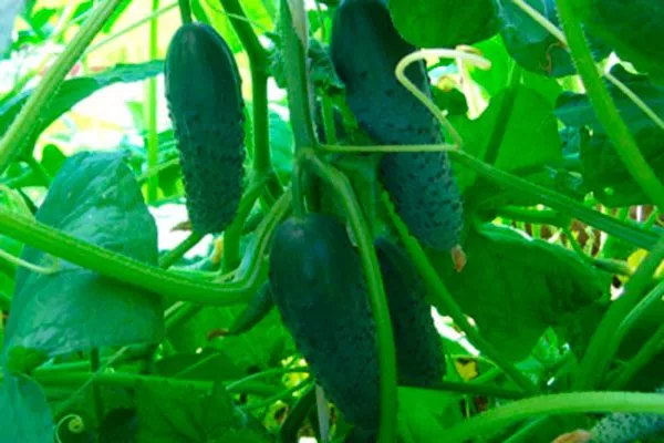 Характеристика внешнего вида растения и зеленцов