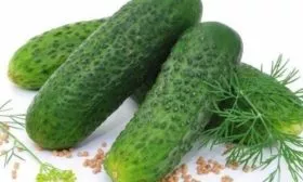 огурец Адам