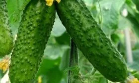 огурец Атос