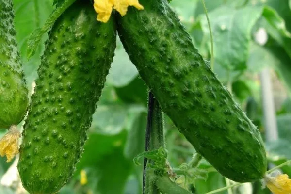 огурец Атос