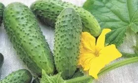 огурец Бастион