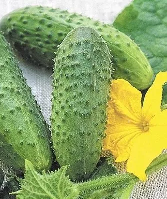 огурец Бастион