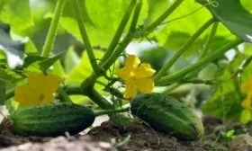 огурец Будь здоров