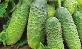 огурец Дружный