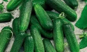 огурец Гармония