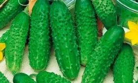 огурец Гирлянда