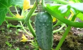 огурец Гном