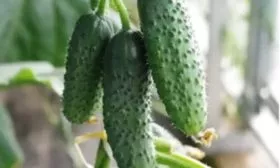 Гоша в разрезе