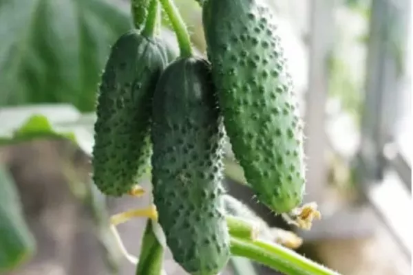 Гоша в разрезе