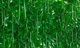 огурец-Китайский-змей