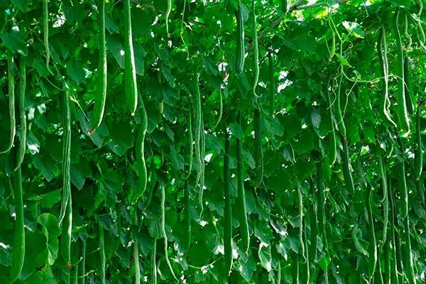 огурец-Китайский-змей