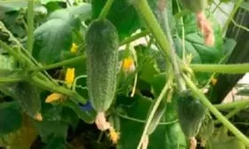 Характеристики растения