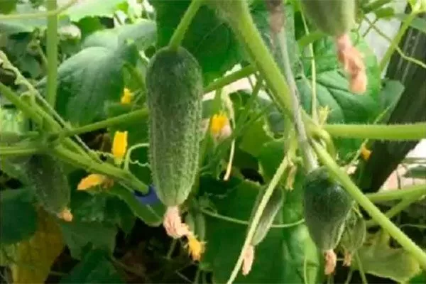 Характеристики растения