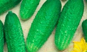 Отличительные черты