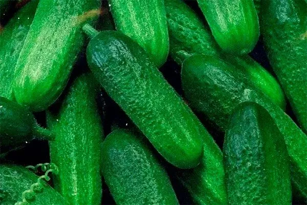 Плодоношение