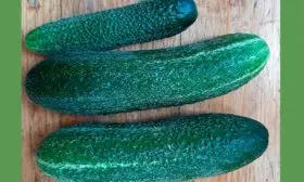 Характеристики плодов