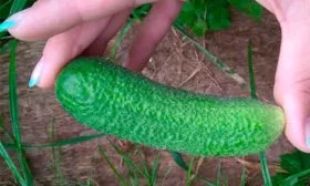 Отличительные черты2