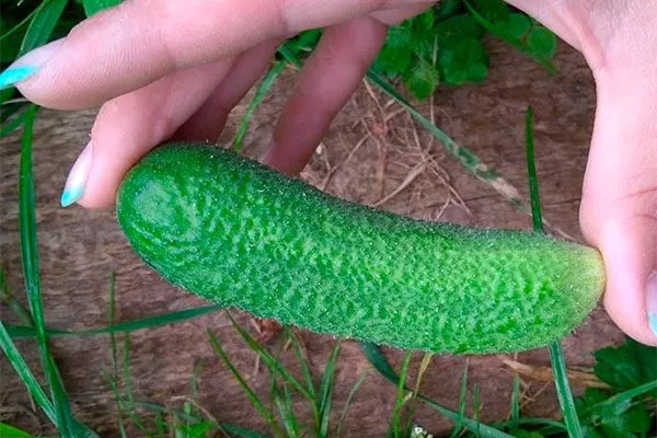 Отличительные черты2