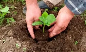 Пересадка и дальнейший уход за гибридом