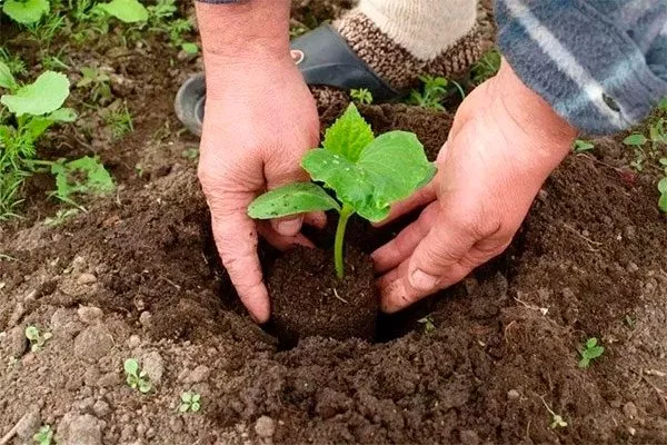Пересадка и дальнейший уход за гибридом