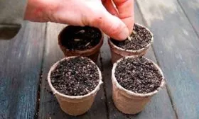 Посадка семян на рассаду