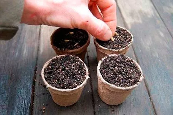 Посадка семян на рассаду