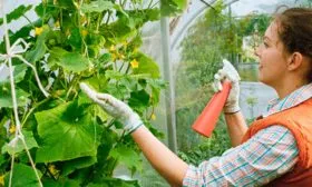 дальнейший уход за гибридом