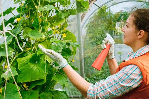 дальнейший уход за гибридом