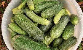 Когда собирать урожай