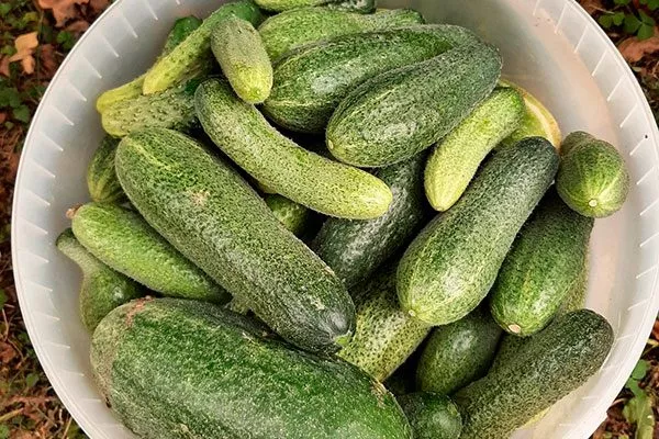 Когда собирать урожай