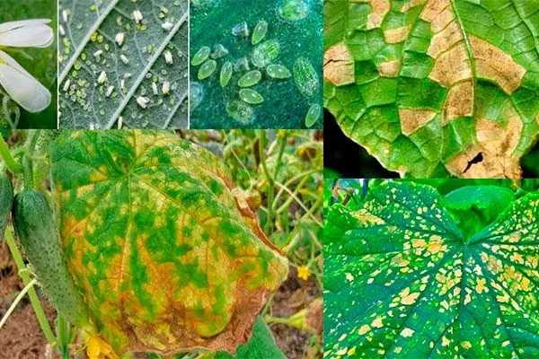 Болезни и вредители