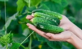 огурец Огородник