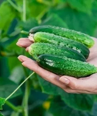 огурец Огородник