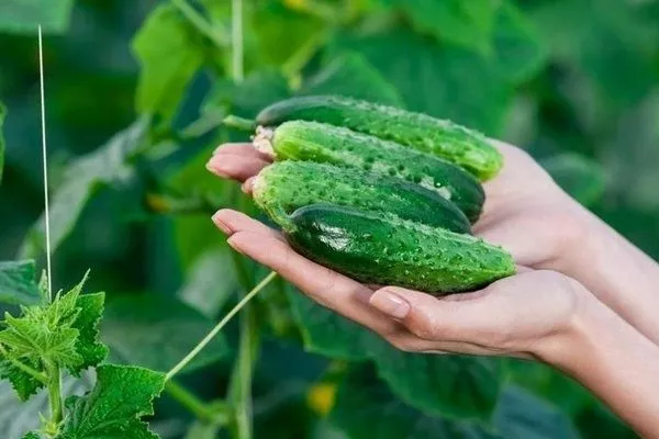 огурец Огородник