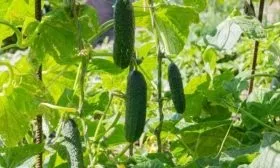 огурец Окошко