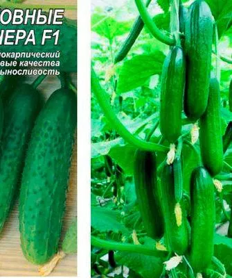 ogurets-podmoskovnye-vechera-f1-6