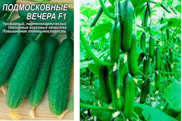 ogurets-podmoskovnye-vechera-f1-6