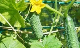 огурец Шоша