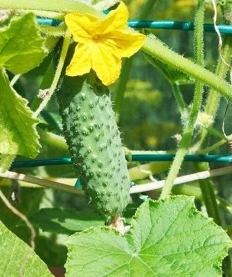 огурец Шоша