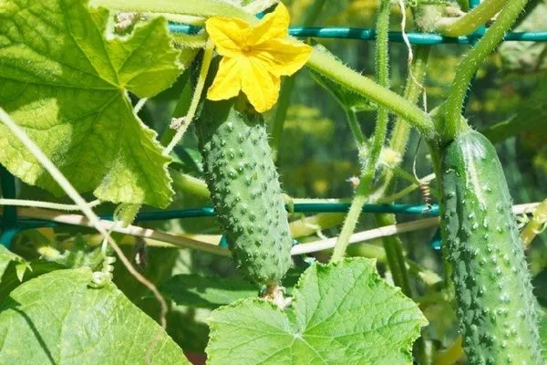 огурец Шоша