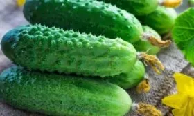 огурец сорта Актёр - описание плода