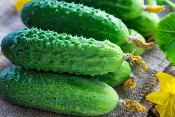 огурец сорта Актёр - описание плода