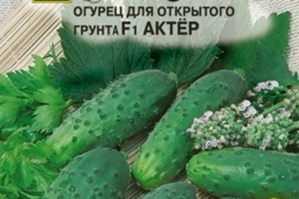 огурец сорта Актёр
