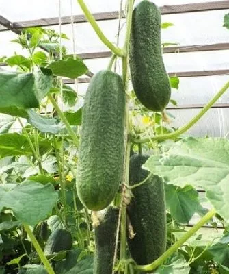 Огурец сорта Алексей