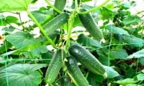 Огурец сорта Алексей внешний вид плодов и растения