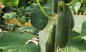 Огурец сорта Алексей - внешний вид растения и плода